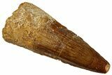 Fossil Spinosaurus Tooth - Real Dinosaur Tooth #292709-1